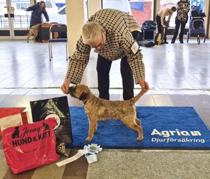 BIS 2 Junior Borderterrier