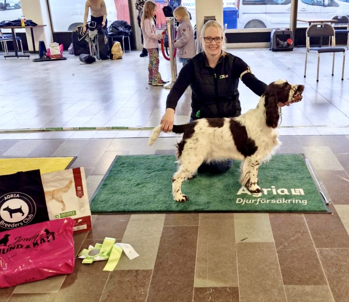 BIS 4 Junior Engelsk springer spaniel