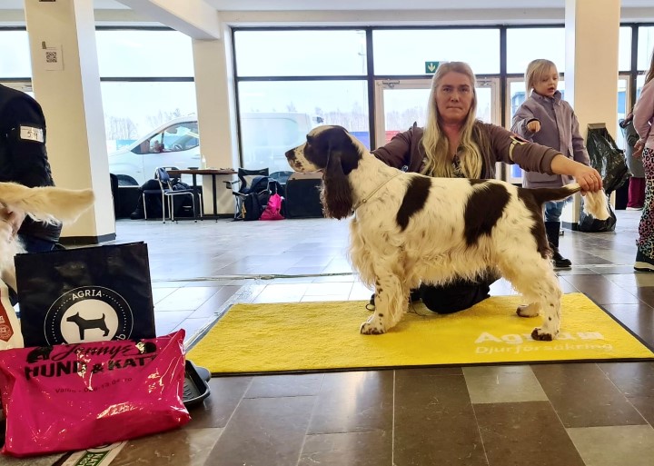 BIS 3 Veteran Engelsk springer spaniel