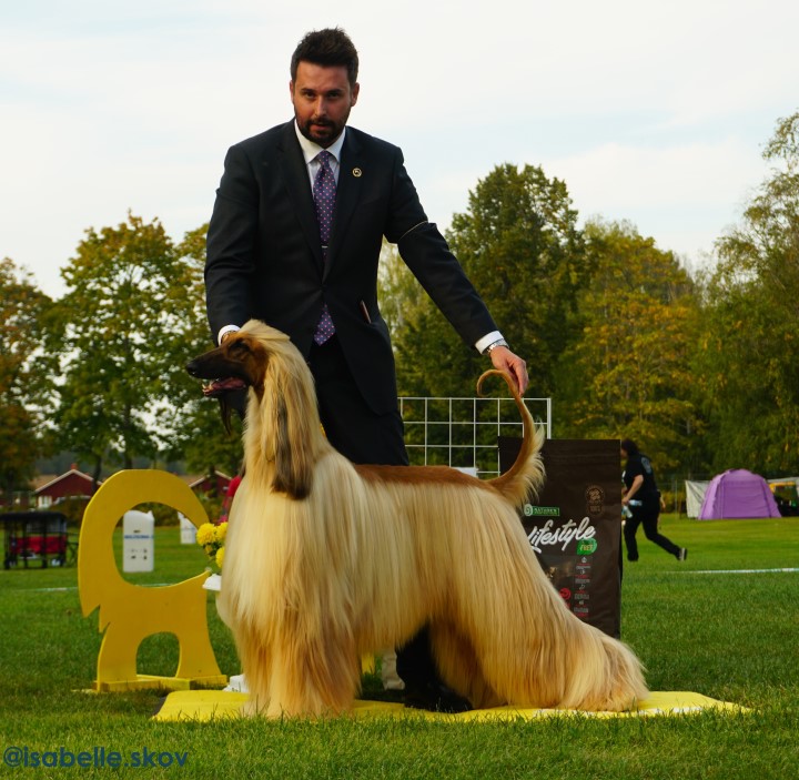 BIS 3 Afghanhund, foto Isabelle Skov