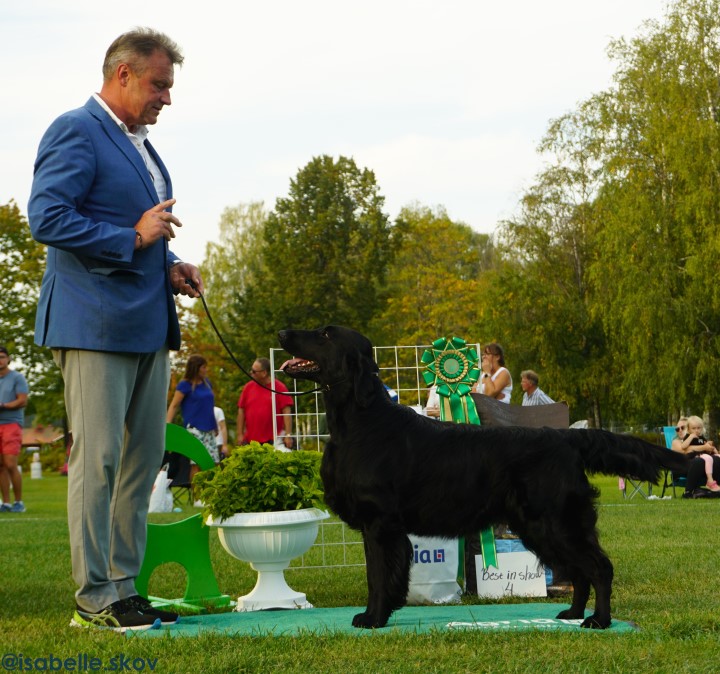 BIS 4 Flatcoated retriever, foto Isabelle Skov