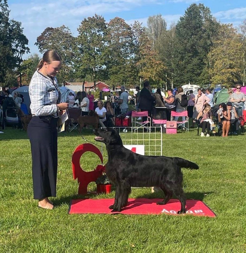 Dagens vinnare Junior handling söndag