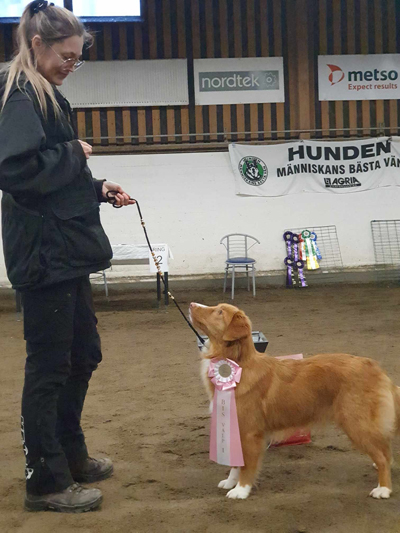 Guldvingens N-v Hera, nova scotia duck tolling retriever. Ägare Elin Marklund, Skellefteå.