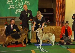 Sörmlands vackraste hundar 2013: På domaren Åke Cronanders högra sida ekipaget som han placerade som etta, schäfertiken MULTICH Trönderjyckens Harley med husse och handler Morten Nilsen. Direkt till vänster om domaren tvåan, siberian huskyhanen MULTICH Okami´s Knock You Out, och längst ut till vänster om honom trean, peppar & salt dvärgschnauzertiken Bacol´s Kia.