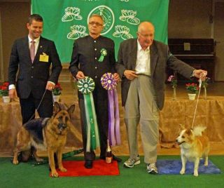 Sörmlands vackraste veteran 2013, den isländska fårhundstiken MULTICH Ullälvas Geira, står här på domarens vänstra sida. På domarens högra sida kan vi ännu en gång beundra Sörmlands vackraste hund 2013, schäfertiken MULTICH Trönderjyckens Harley.