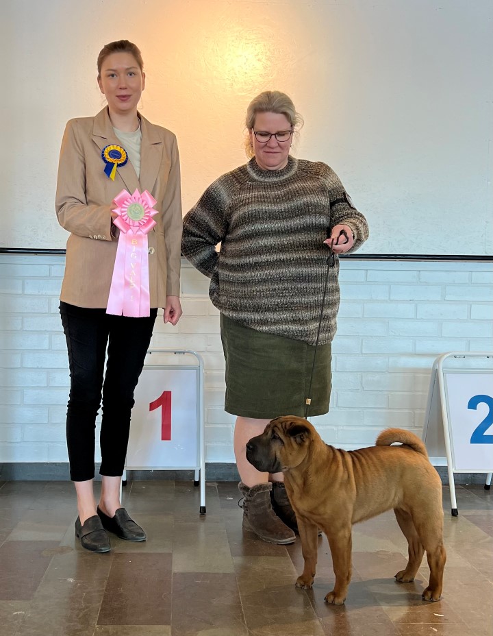 BIG 1 Valp 4-6 mån Grupp 2 Shar Pei