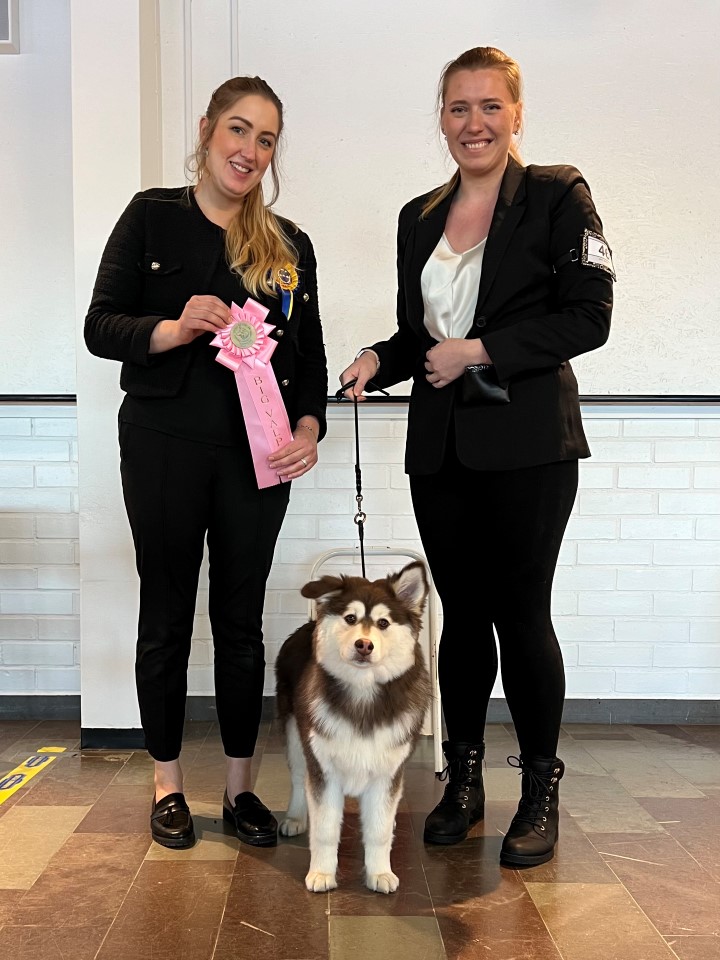 BIG 1 Valp 4-6 mån Grupp 5 Finsk Lapphund