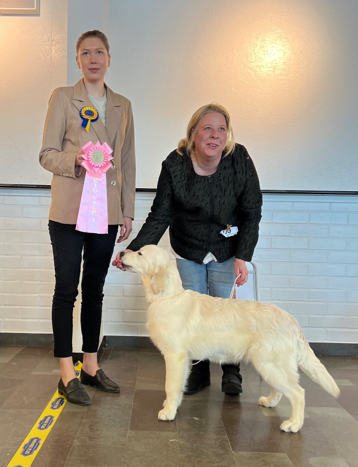 BIG 1 Valp 4-6 mån Grupp 8 Golden Retriever