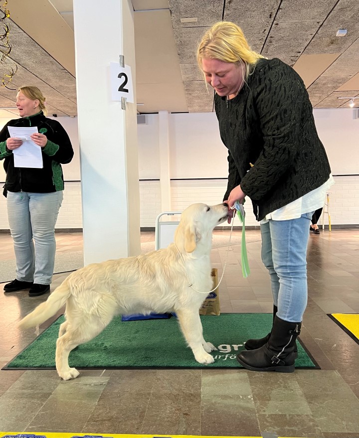 BIS 4 Valp 4-6 mån Golden Retriever