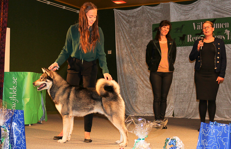 Republikens Vackraste Hund Gärdeforsens Exxo