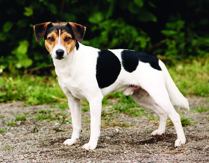 Danish-Swedish farmdog