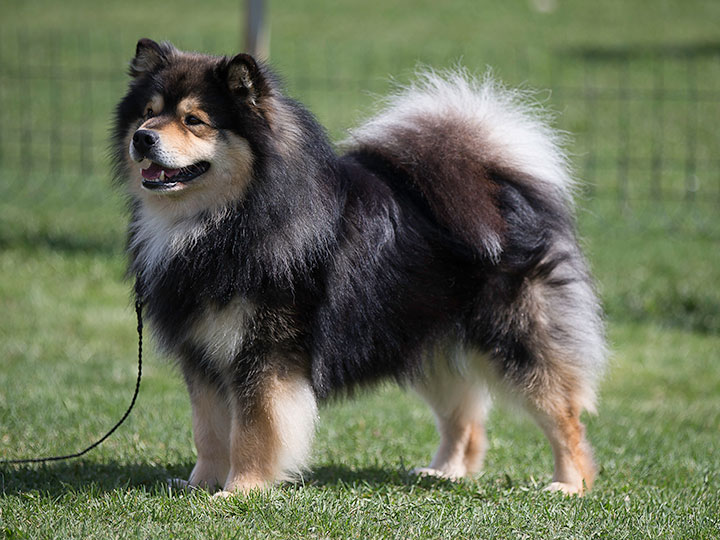 Finnish Lapphund