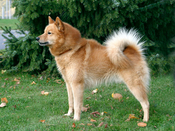 Finnish spitz