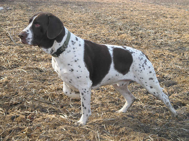 Old Danish pointing dog