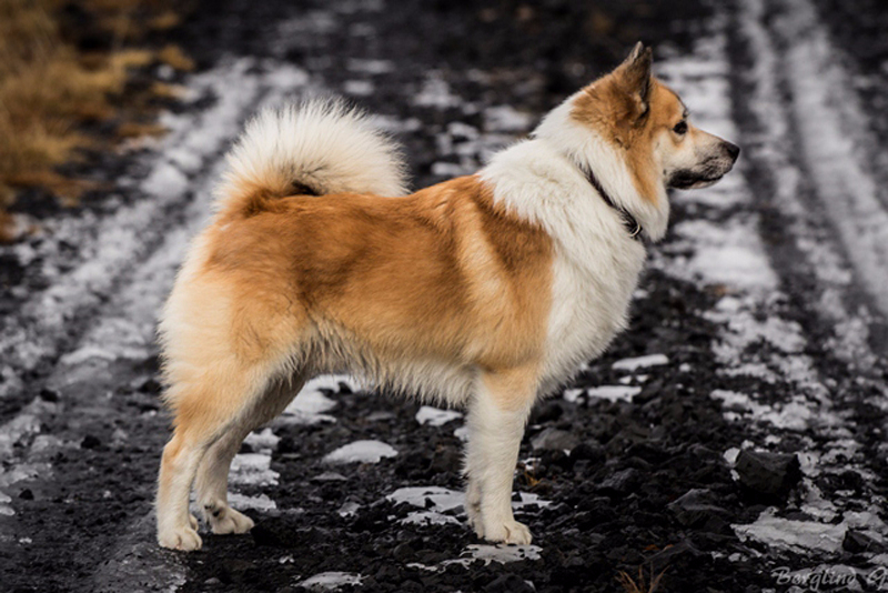 Icelandic sheepdog