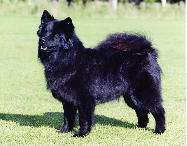 Swedish lapphund