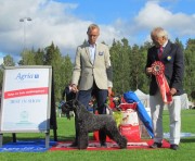 Best in Show & Bästa Terrier