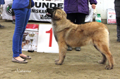 BIS 1: LEONBERGER Besaroon Benita 