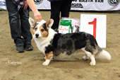 BIS 1: WELSH CORGI CARDIGAN C.I.B NO UCH NORD VV-11 SE UCH Nickname's Blueconnection To Cardax