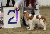 BIS 2: KING CHARLES SPANIEL Charlie Bay Princess Desiree