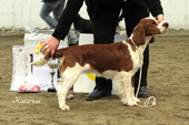 BIS 3: WELSH SPRINGER SPANIEL Umaniora's Dixi 