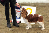 BIS 3: CAVALIER KING CHARLES SPANIEL Bio-Bios Arn de Gothia