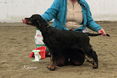 BIS 4: GORDONSETTER Storskogens Amor Joyful Joy