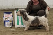 BIS 4: PETIT BASSET GRIFFON VENDÉEN Dalsängs Filizia